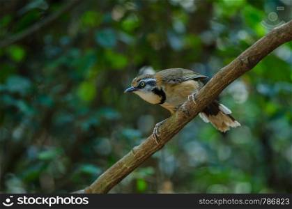 Lesser Necklaced Laughingthrush perching on branch in nature, Thailand (Garrulax monileger)