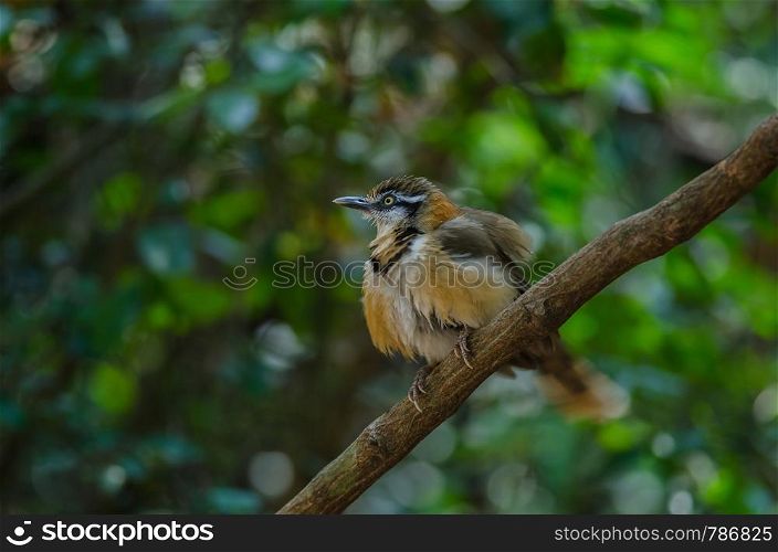 Lesser Necklaced Laughingthrush perching on branch in nature, Thailand (Garrulax monileger)