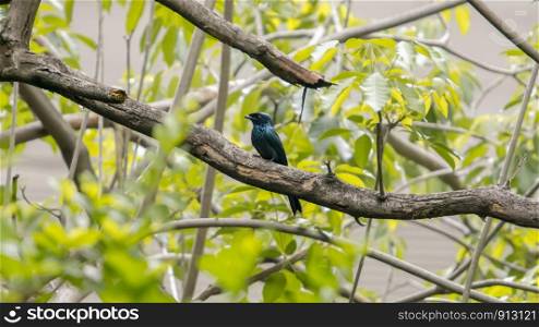 Lesser Racket-tailed Drongo (Dicrurus remifer) perching on a branch in the garden with green leaves.