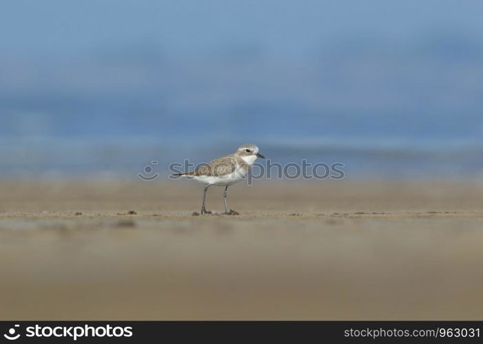 Lesser sand plover, Charadrius mongolus, Alibaug, Maharashtra, India.