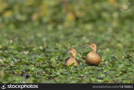 Lesser whistling duck, Dendrocygna javanica, Maguri Beel, Tinsukia district, Upper Assam, India
