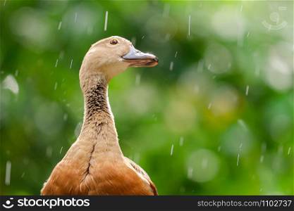 Lesser Whistling-Duck (Dendrocygna javanica) standing on wooden rail in the rain with sunlight.