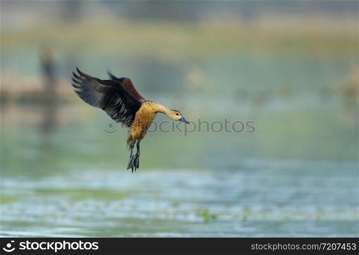Lesser whistling ducks, Dendrocygna javanica, Keoladeo National Park, Bharatpur, Rajasthan, India