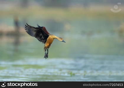 Lesser whistling ducks, Dendrocygna javanica, Keoladeo National Park, Bharatpur, Rajasthan, India