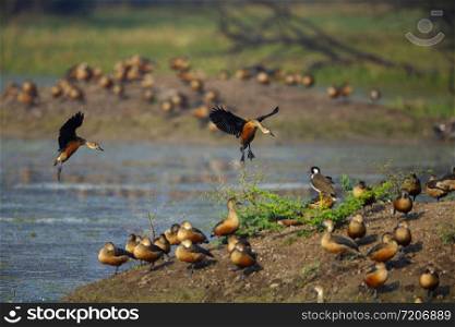 Lesser whistling ducks landing, Dendrocygna javanica, Bharatpur, Rajasthan, India