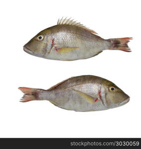 Lethrinus lentjan or Pink ear emperor fish.. Lethrinus lentjan or Pink ear emperor fish isolated on white background and have clipping paths.