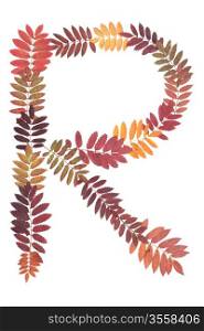 Letter of the alphabet R put from sheet of rowanberry on white background