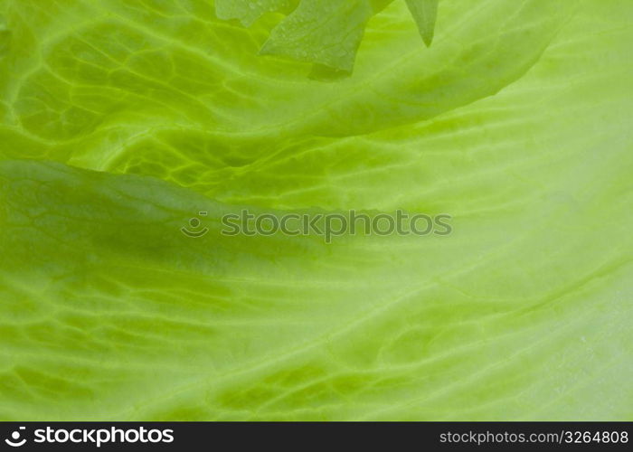 Lettuce