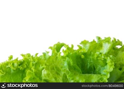 Lettuce and white background for text input.