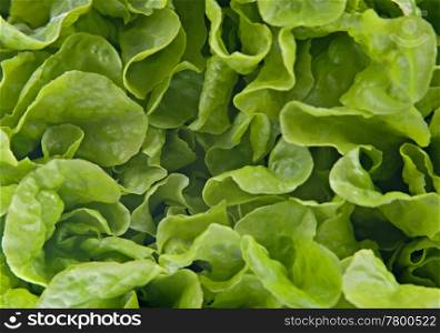 lettuce background. great image of green lettuce for a background