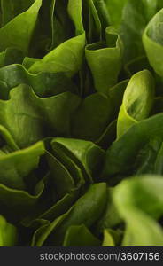 Lettuce, close-up