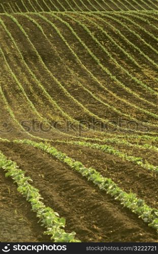 Lettuce Crops