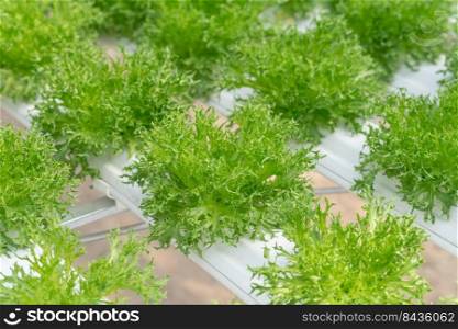 lettuce cultivation on hydroponic system with water and fertilizer in irrgation.