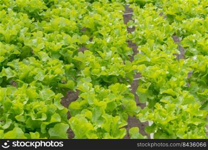 lettuce cultivation on hydroponic system with water and fertilizer in irrgation.