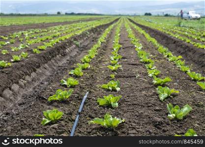 Lettuce farm on sunlight. Rows with small lettuce plants.