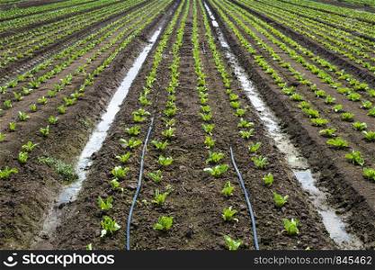 Lettuce farm on sunlight. Rows with small lettuce plants.