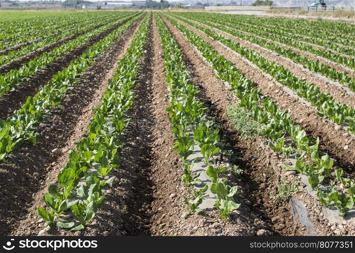 Lettuce field in rows. Sunny day