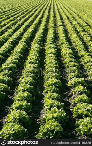 Lettuce field in Spain. Green plants perspective
