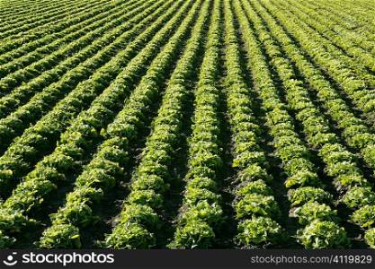 Lettuce field in Spain. Green plants perspective