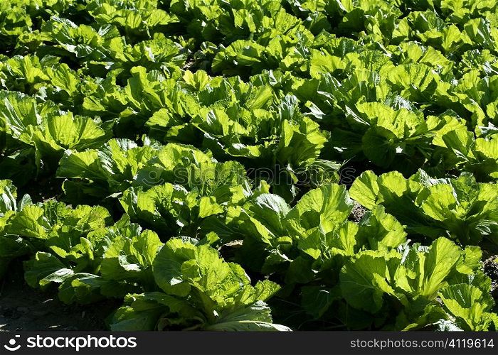 lettuce fields in green vivid color