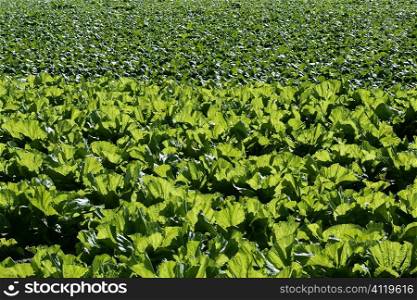 lettuce fields in green vivid color