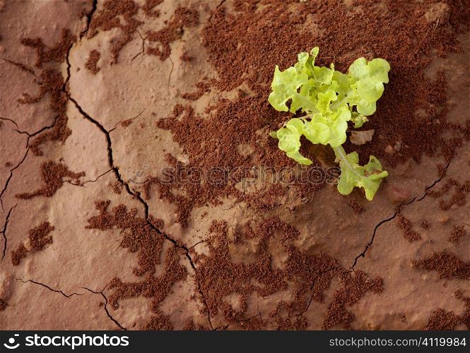 Lettuce green outbreak over red clay floor