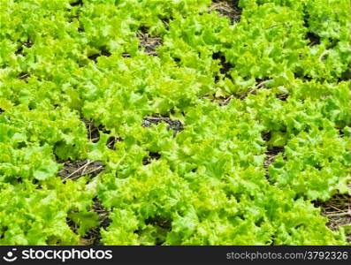 Lettuce growing in soil