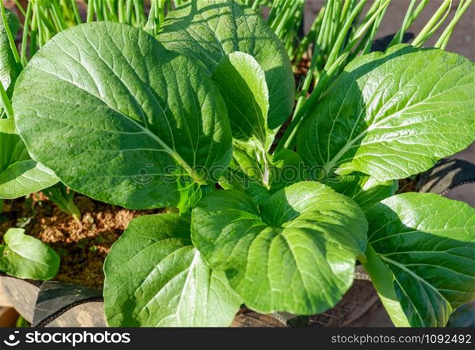 Lettuce growing on ground in agricultural vegetable field / Choy Sum
