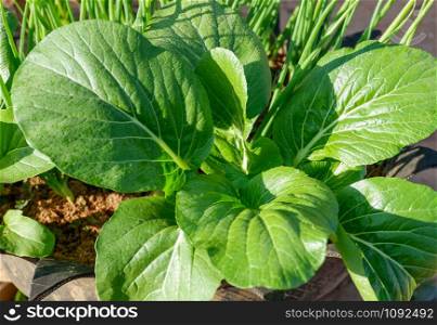 Lettuce growing on ground in agricultural vegetable field / Choy Sum