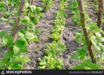 Lettuce grows between the string beans.