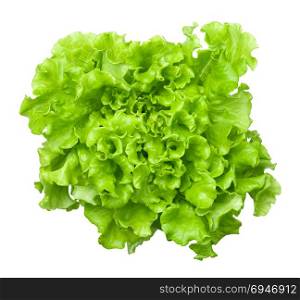 Lettuce head isolated on white background. Batavia salad. Top view