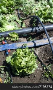 Lettuce iceberg and watering pipes on agriculture farm. Sunny day. Watering vegetables concept.