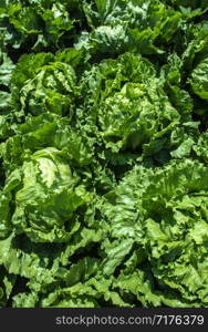 Lettuce iceberg farm. Background of many heads Lettuce iceberg on the field.