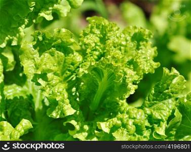 lettuce in a garden , close up