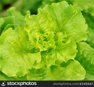 lettuce in a garden , close up