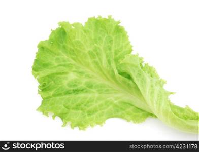 Lettuce isolated on white background . Lettuce