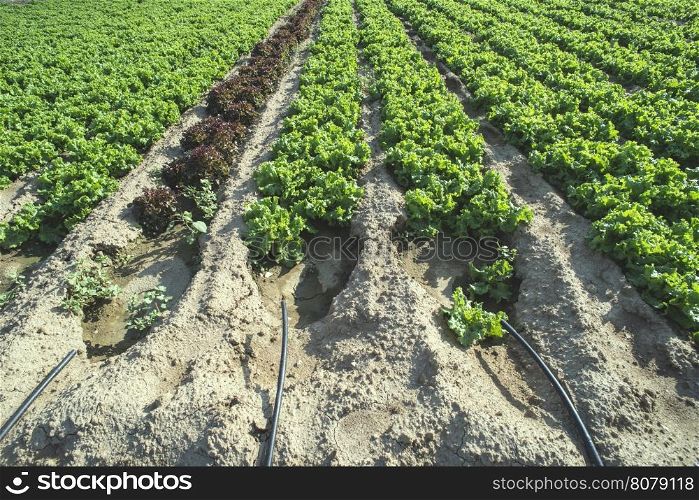 Lettuce plantation field. Day light