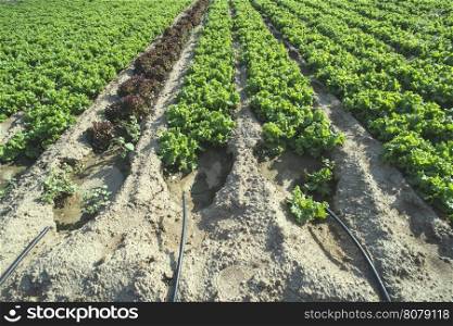 Lettuce plantation field. Day light