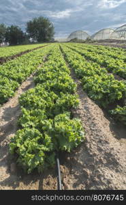Lettuce plantation field. Day light. Greece