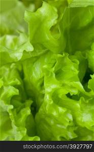 Lettuce salad, fragment. Abstract background.