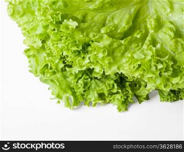 lettuce salad, fragment on a white background