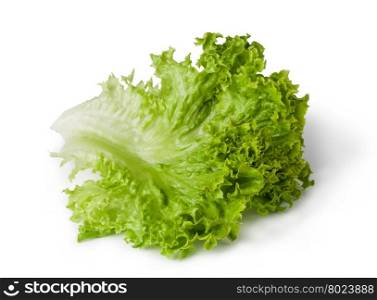 Lettuce salad. Lettuce salad isolated on white background