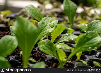 Lettuce seedlings, small to medium size, good root system, beautiful≤aves. strong seedlings ready to grow in theπt tray and in the ground