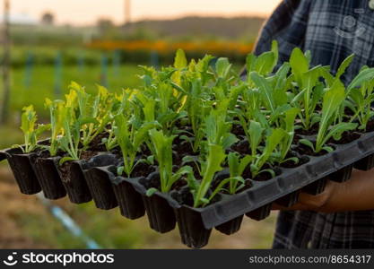 Lettuce seedlings, small to medium size, good root system, beautiful leaves. strong seedlings ready to grow in the pit tray and in the ground