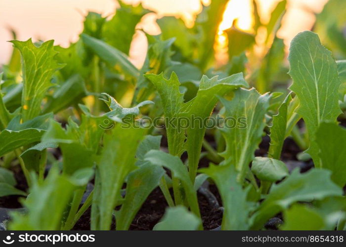 Lettuce seedlings, small to medium size, good root system, beautiful leaves. strong seedlings ready to grow in the pit tray and in the ground