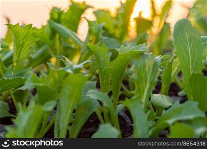 Lettuce seedlings, small to medium size, good root system, beautiful leaves. strong seedlings ready to grow in the pit tray and in the ground