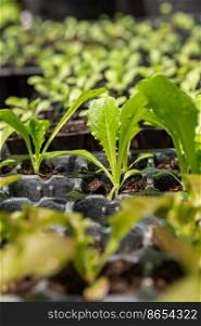 Lettuce seedlings, small to medium size, good root system, beautiful leaves. strong seedlings ready to grow in the pit tray and in the ground