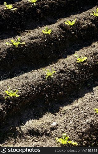 Lettuce sprouts field, green vegetable outbreaks