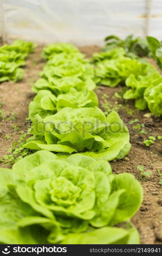 lettuces