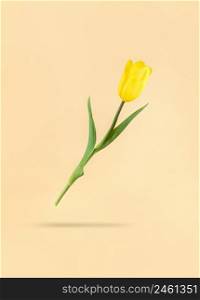 Levitating yellow tulip on a beige background and shadow under it. Mimimalistic holiday stock photo.. Levitating yellow tulip on beige background and shadow under it. Mimimalistic holiday stock photo.